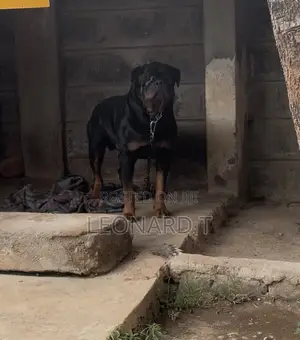 1-3 months Female Purebred Rottweiler