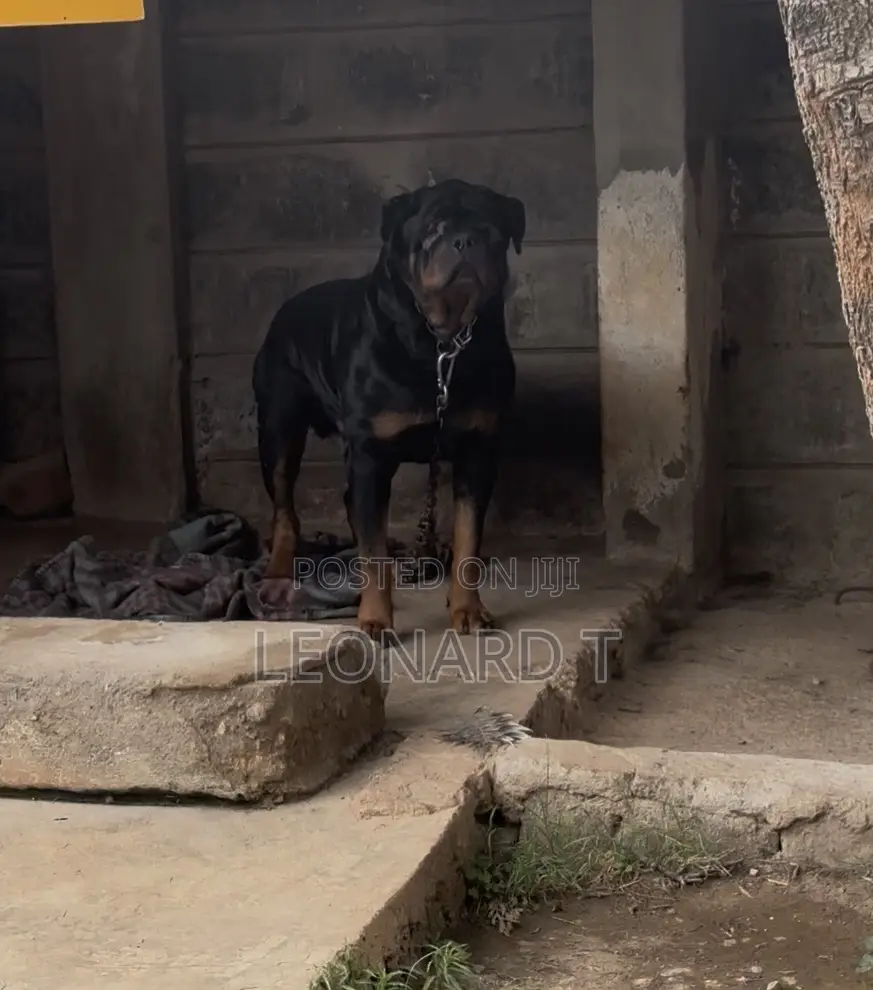 1-3 months Female Purebred Rottweiler