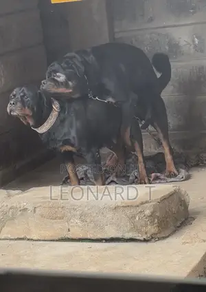 1-3 months Female Purebred Rottweiler
