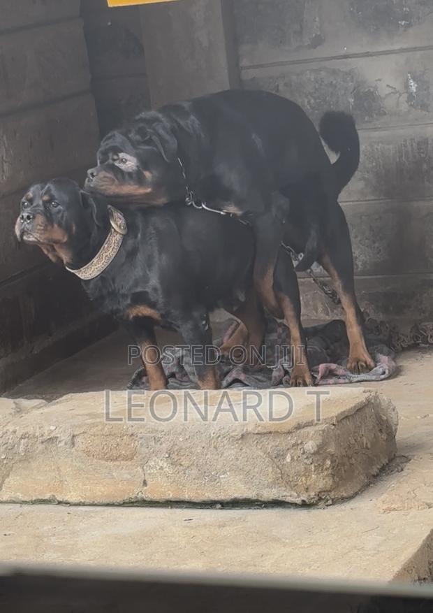 1-3 months Female Purebred Rottweiler