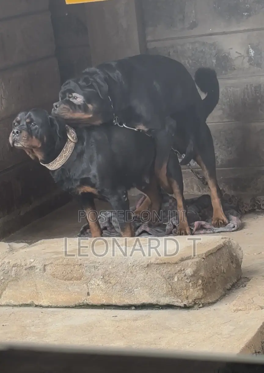 1-3 months Female Purebred Rottweiler