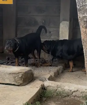 1-3 months Female Purebred Rottweiler