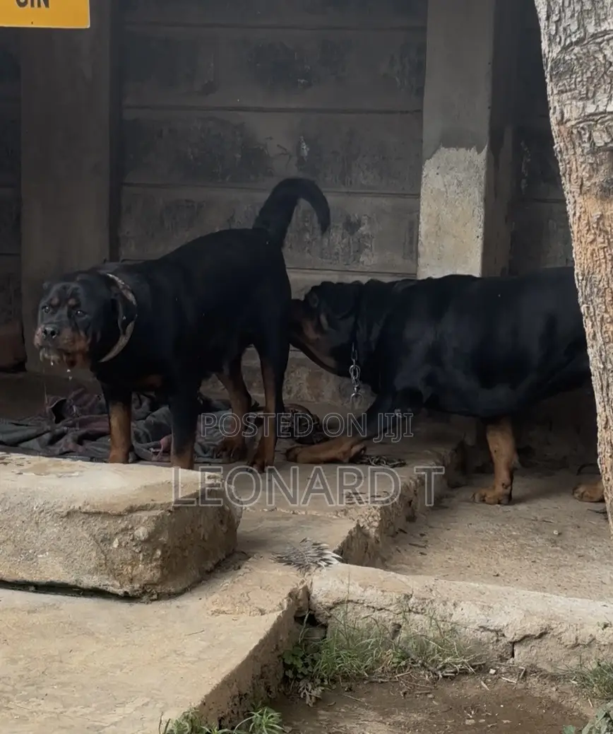 1-3 months Female Purebred Rottweiler