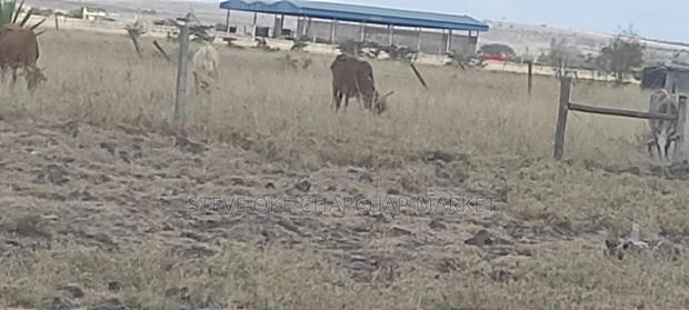 9 Acres Ready for Subdivision Ready Title Deed Clean - thumbnail 4