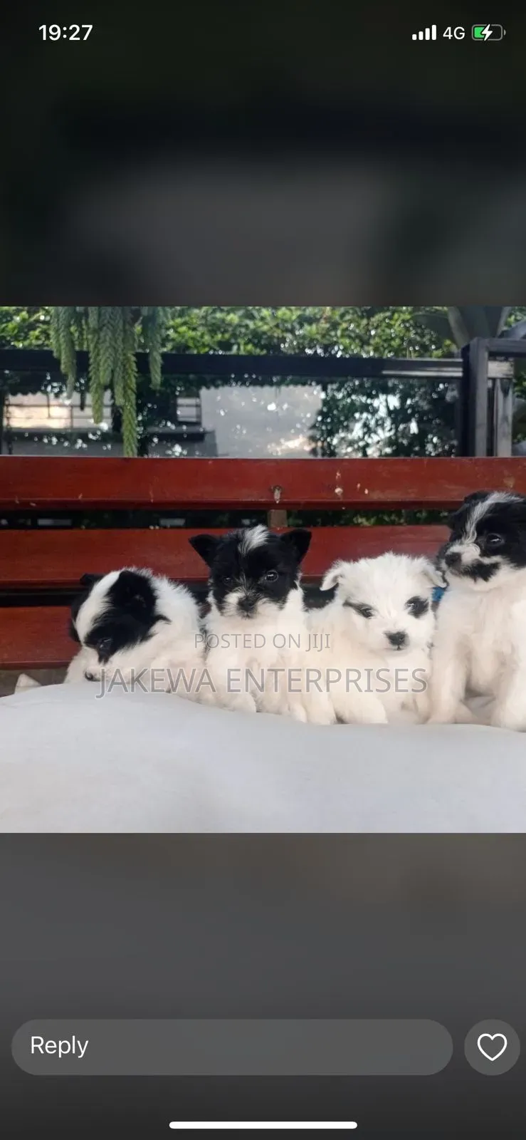 1-3 months Male Purebred Havanese