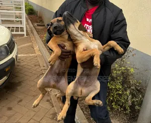 1-3 months Male Purebred Boerboel