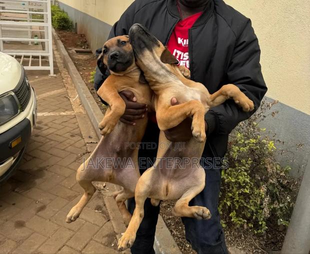 1-3 months Male Purebred Boerboel