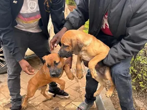 1-3 months Female Purebred Boerboel