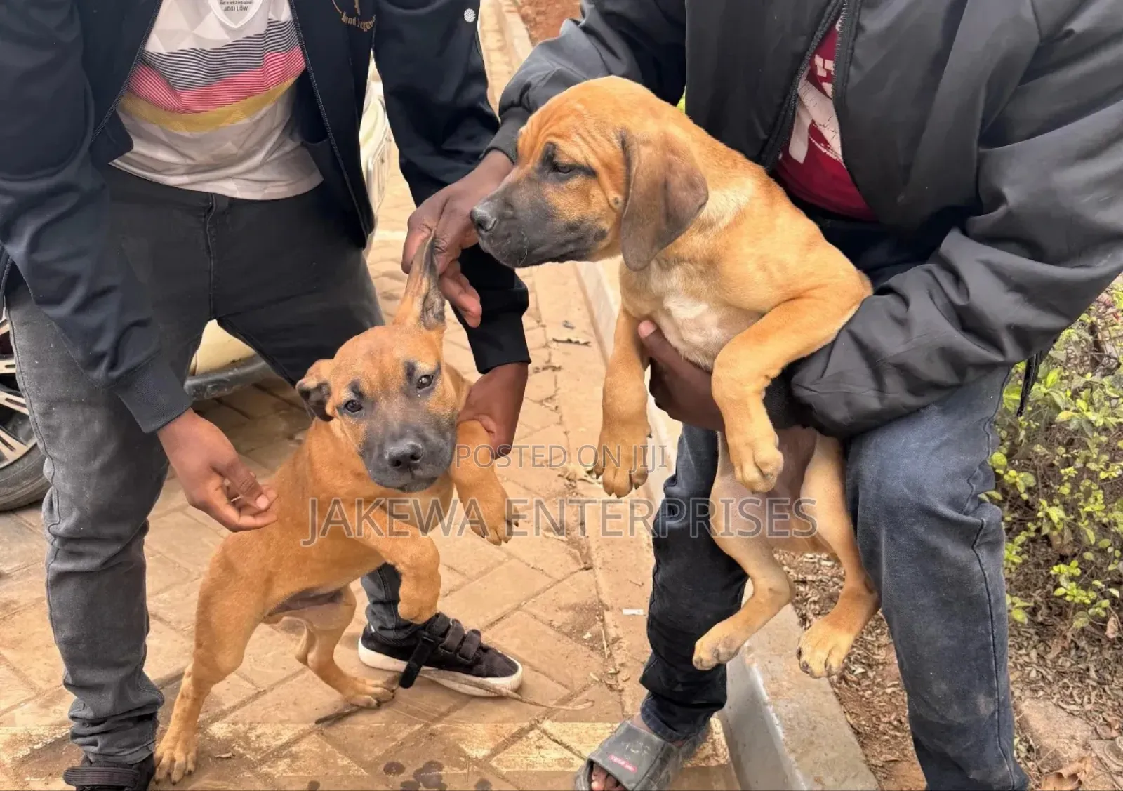 1-3 months Female Purebred Boerboel