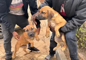 1-3 months Female Purebred Boerboel