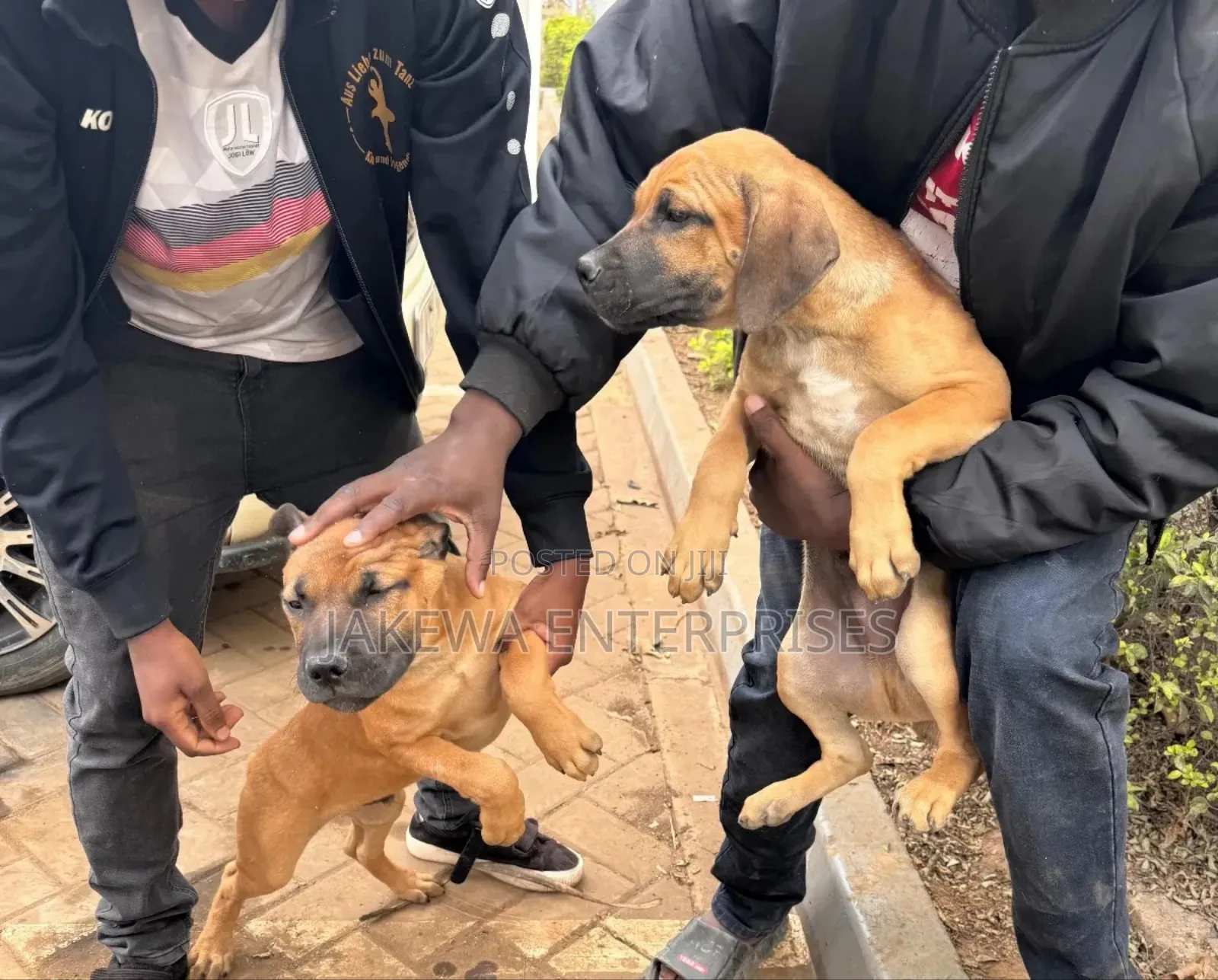 1-3 months Female Purebred Boerboel