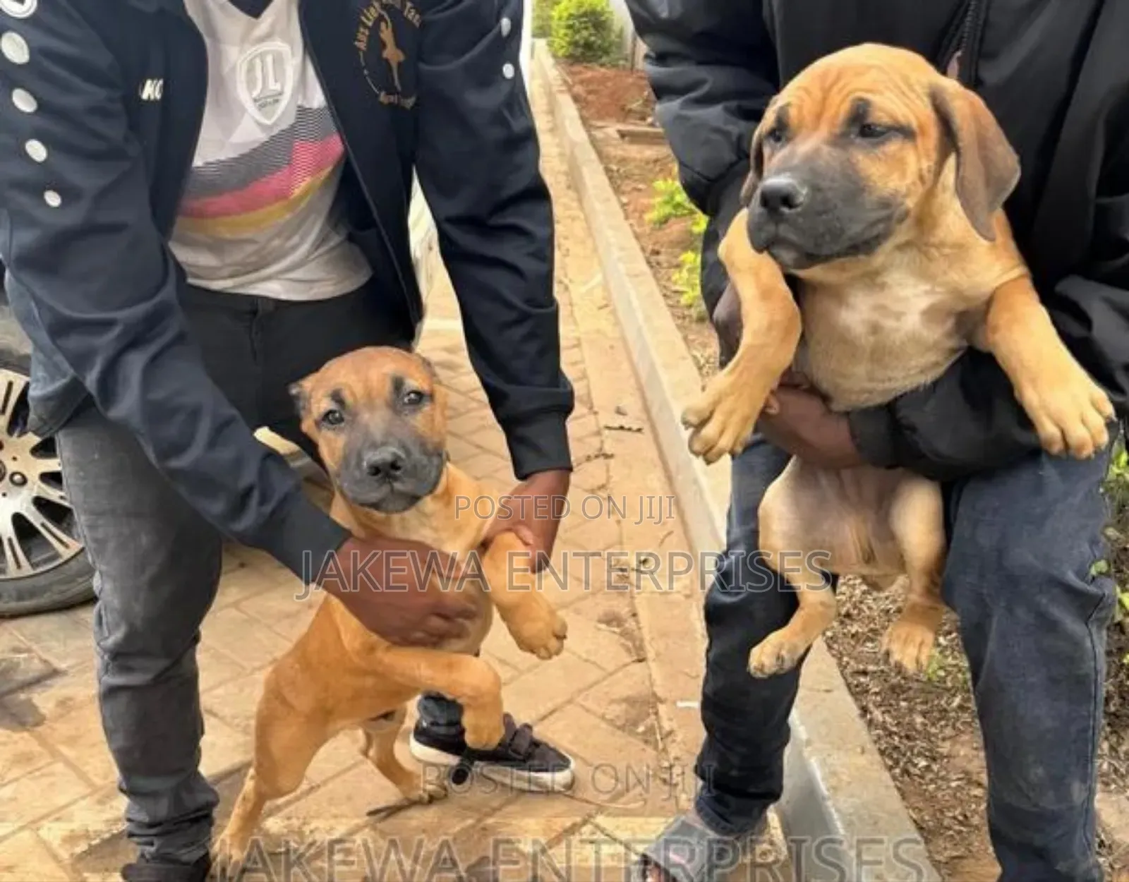 1-3 months Female Purebred Boerboel