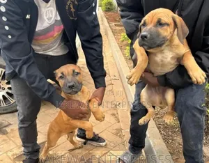 1-3 months Female Purebred Boerboel