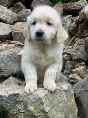 1-3 months Male Purebred Golden Retriever