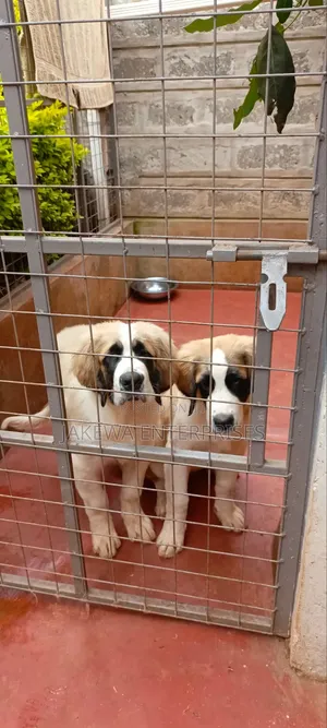 1-3 months Male Purebred Saint Bernard