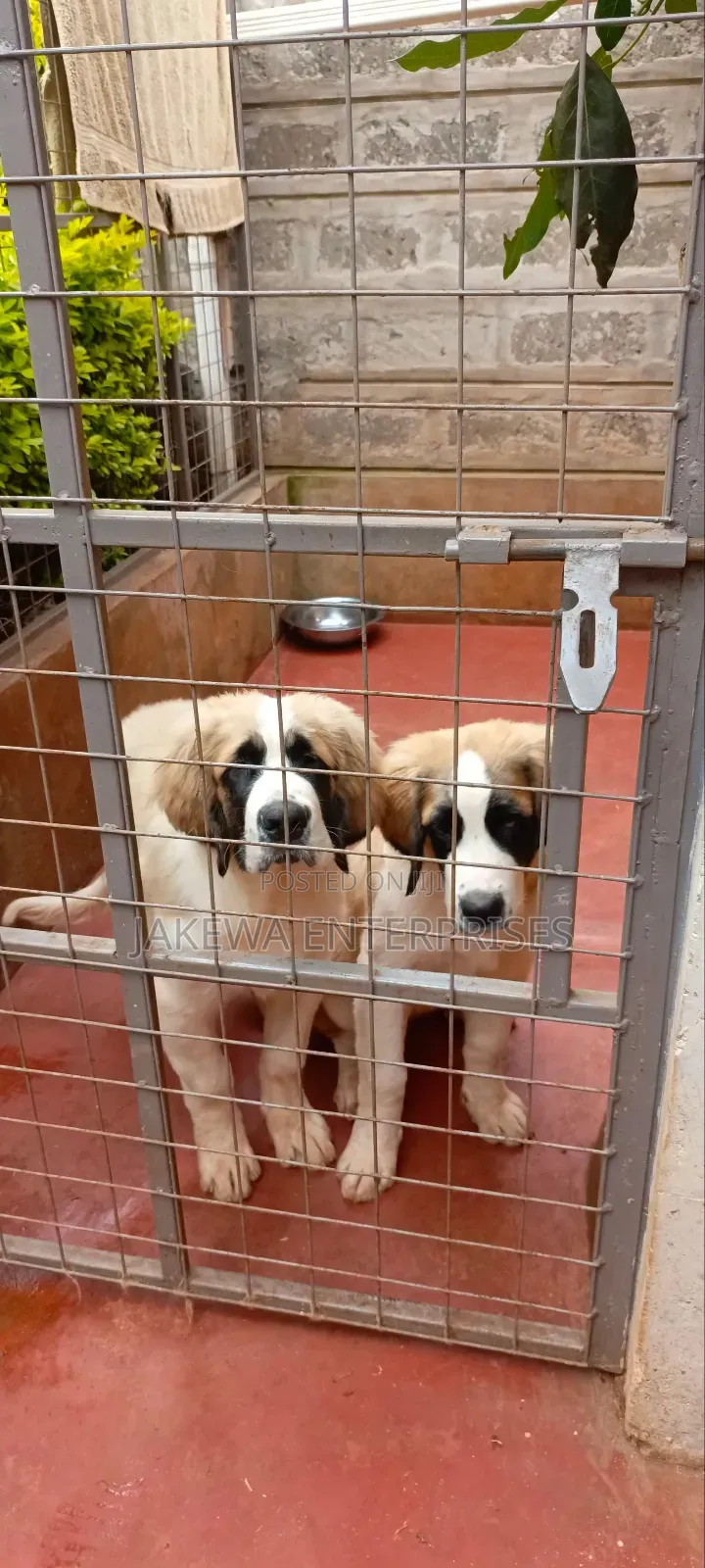 1-3 months Male Purebred Saint Bernard