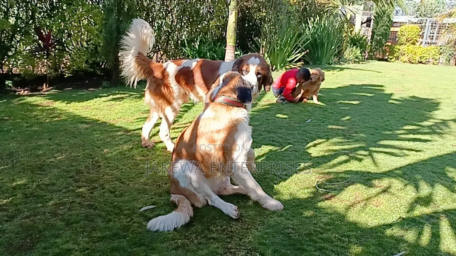 1-3 months Male Purebred Saint Bernard