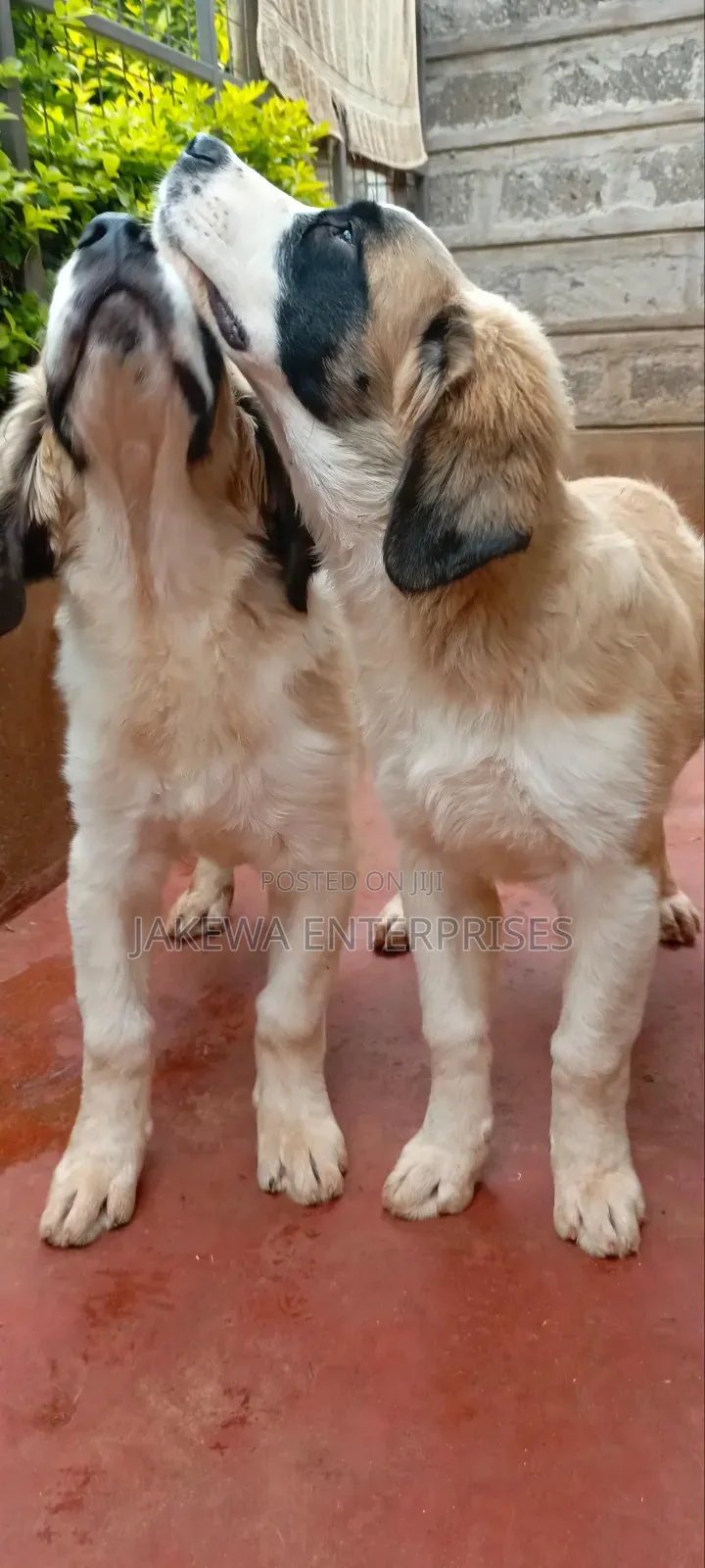 1-3 months Male Purebred Saint Bernard