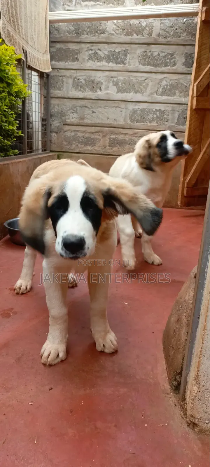 1-3 months Male Purebred Saint Bernard