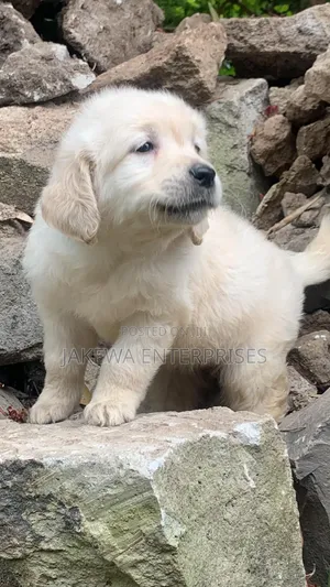 1-3 months Male Purebred Golden Retriever