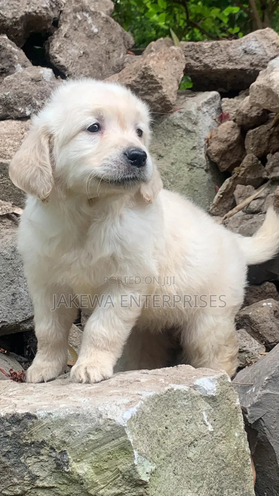 1-3 months Male Purebred Golden Retriever