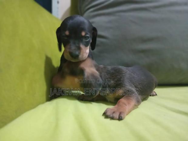 1-3 months Male Purebred Dachshund