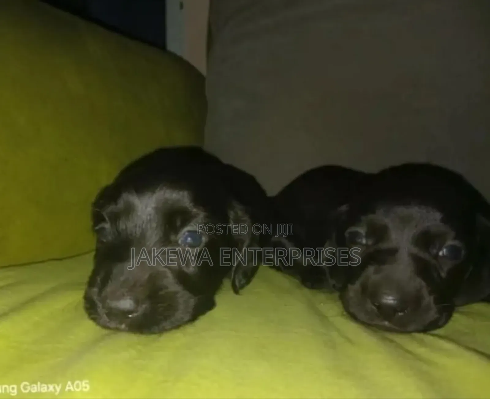 1-3 months Female Purebred Dachshund