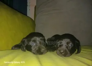 1-3 months Male Purebred Dachshund