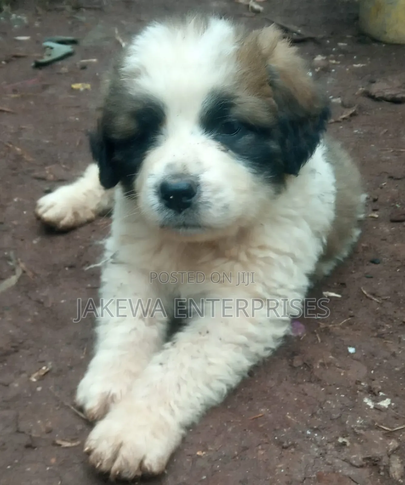 1-3 months Male Purebred Saint Bernard