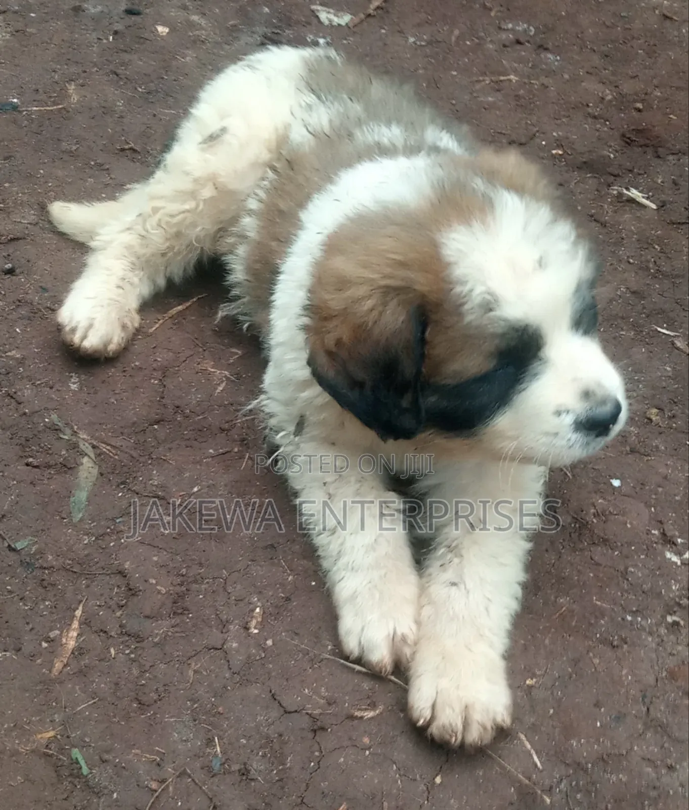 1-3 months Male Purebred Saint Bernard