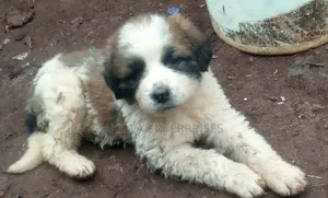 1-3 months Male Purebred Saint Bernard