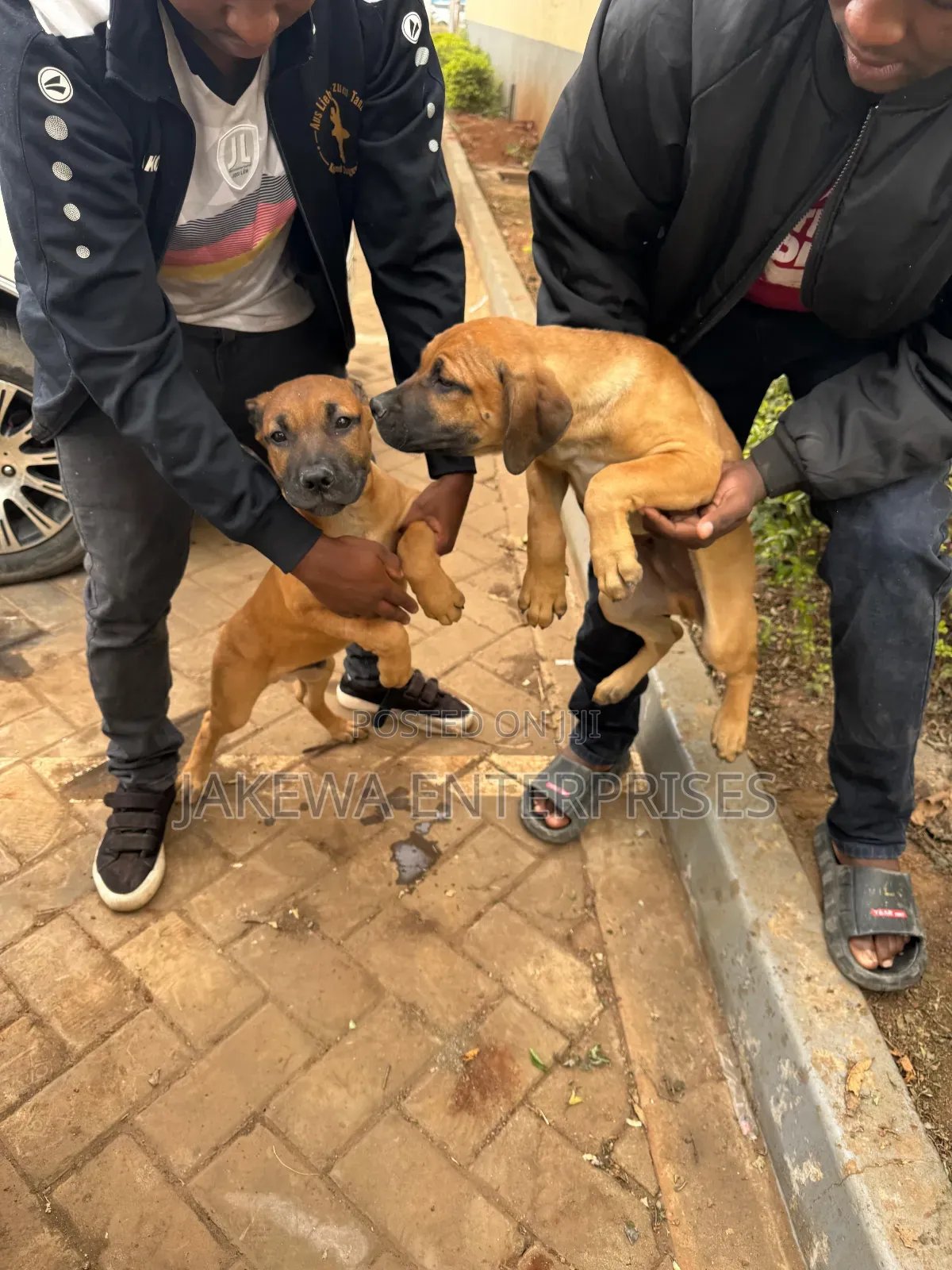 1-3 months Male Purebred Boerboel