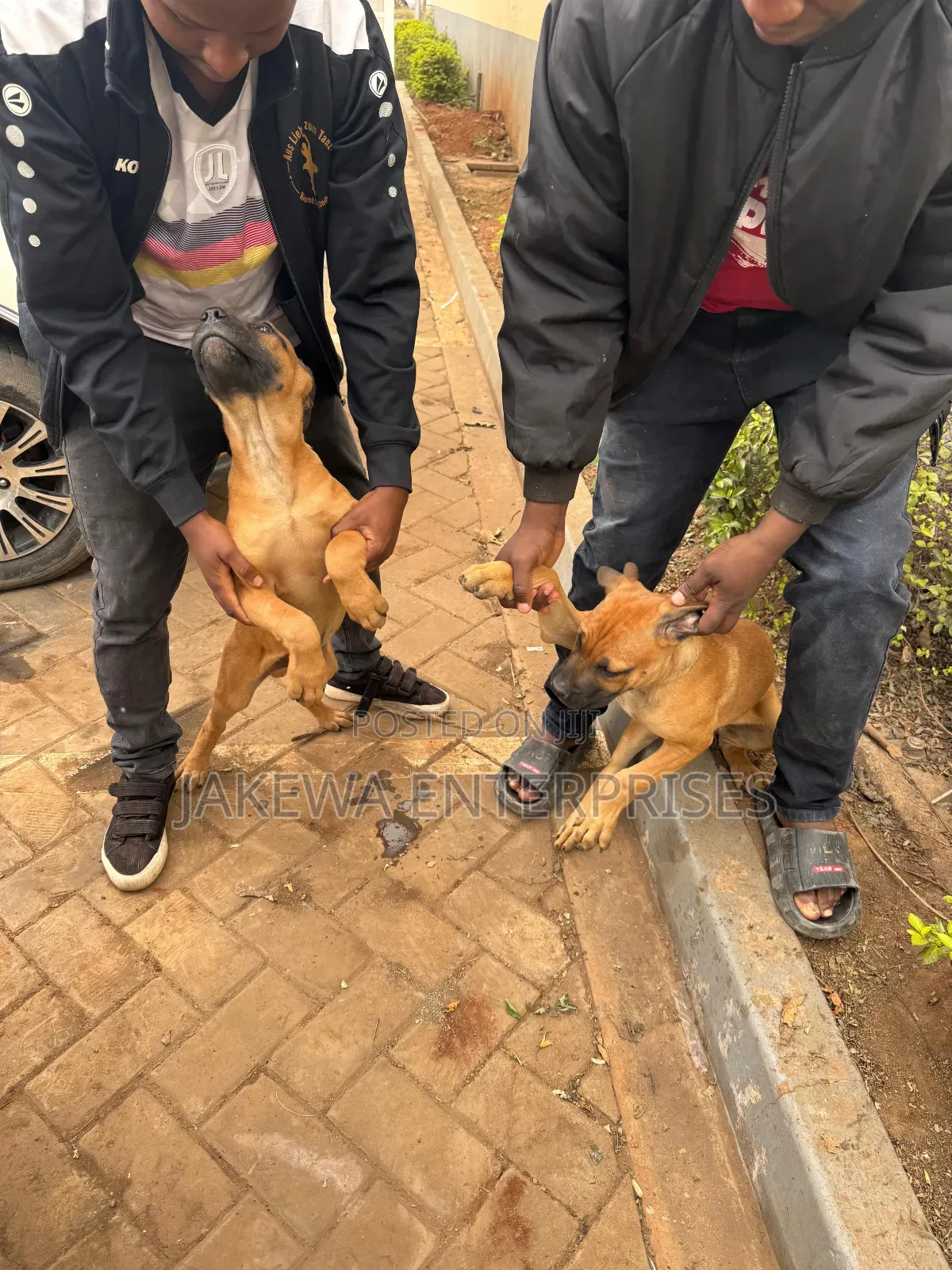 1-3 months Male Purebred Boerboel
