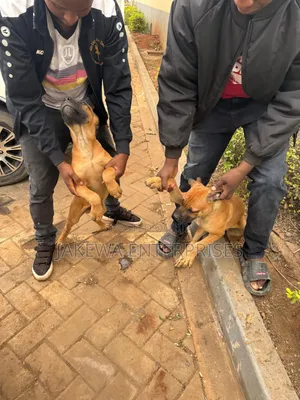 1-3 months Male Purebred Boerboel