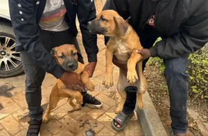 1-3 months Male Purebred Boerboel