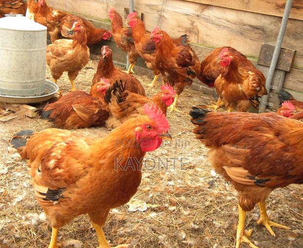 Sell of Chicks - main view