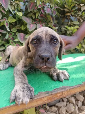 1-3 months Male Purebred Boerboel
