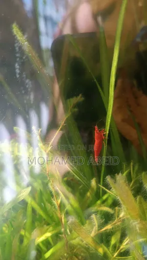 Live Cherry Shrimps