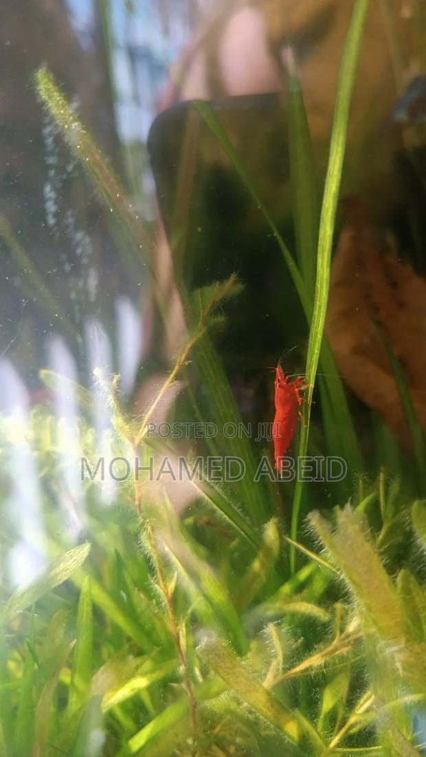 Live Cherry Shrimps