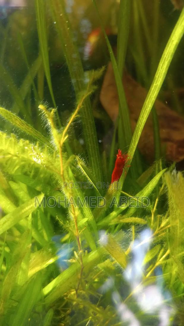 Live Cherry Shrimps - thumbnail 3
