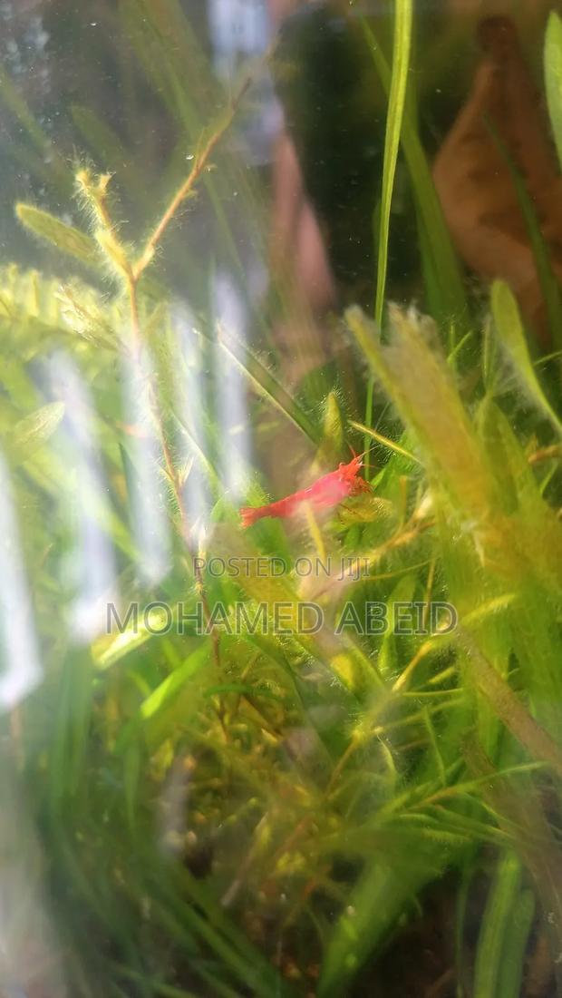 Live Cherry Shrimps - thumbnail 4