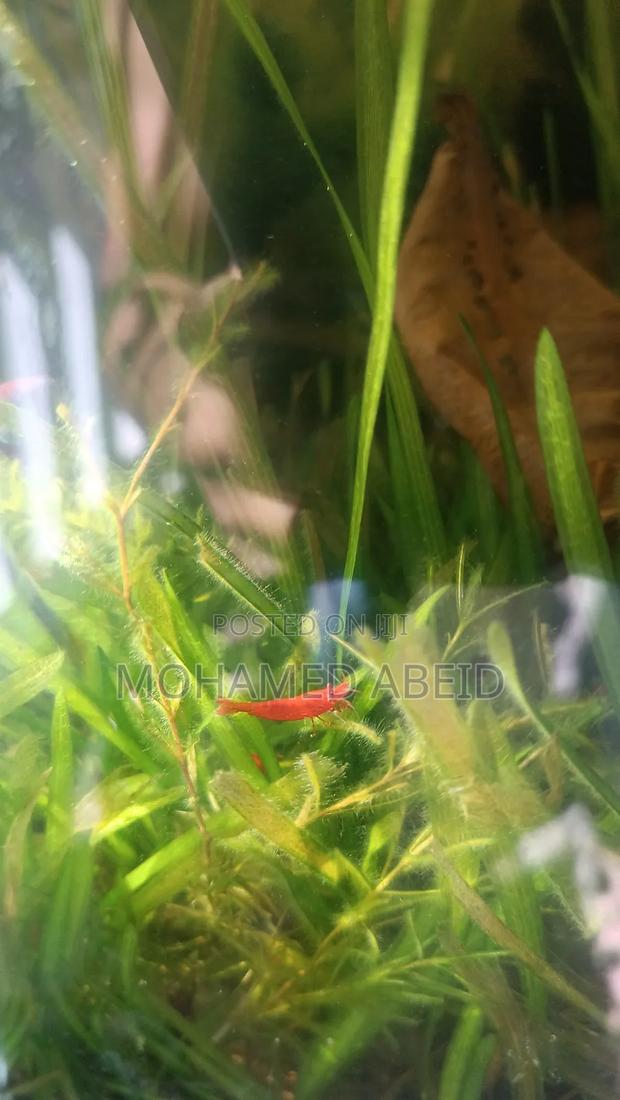 Live Cherry Shrimps - thumbnail 5