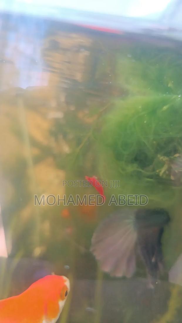 Live Cherry Shrimps - thumbnail 6