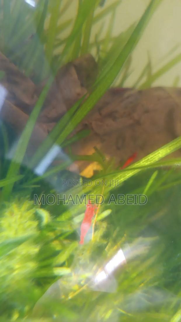 Live Cherry Shrimps - thumbnail 7