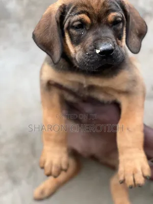 1-3 months Female Purebred Boerboel
