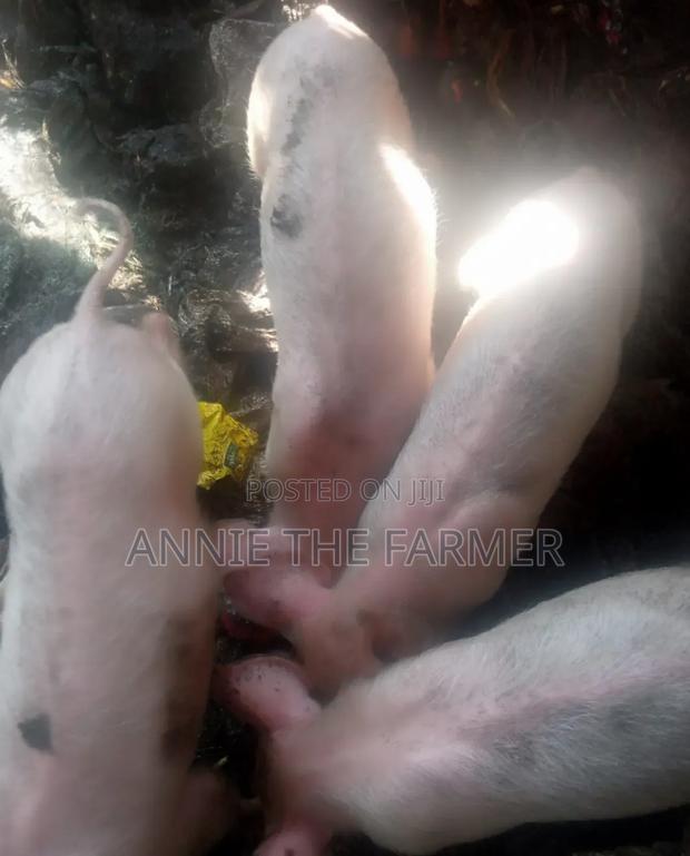 Piglets For Sale - thumbnail 4