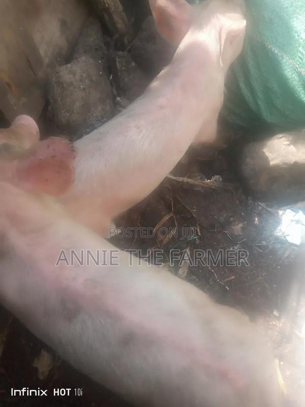 Piglets For Sale - thumbnail 6