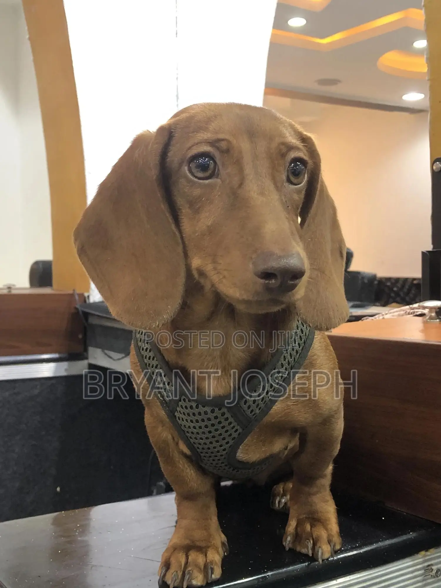 1-3 months Female Purebred Dachshund