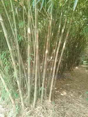 Bamboo Trees for Sale