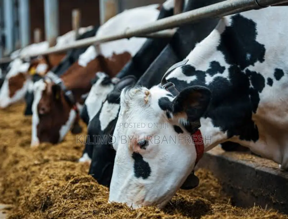 Livestock Feeds Formulas Cattle /Pigs /Goats Sheep / Poultry